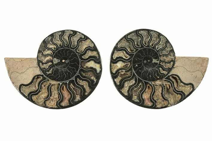 Cut & Polished Ammonite Fossil - Unusual Black Color #263308